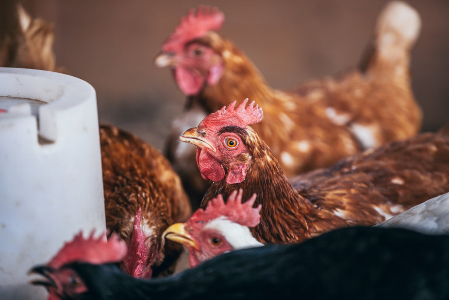 Les enjeux relatifs aux conditions d’élevage, de transport et d’abattage en matière de bien-être animal (BEA)