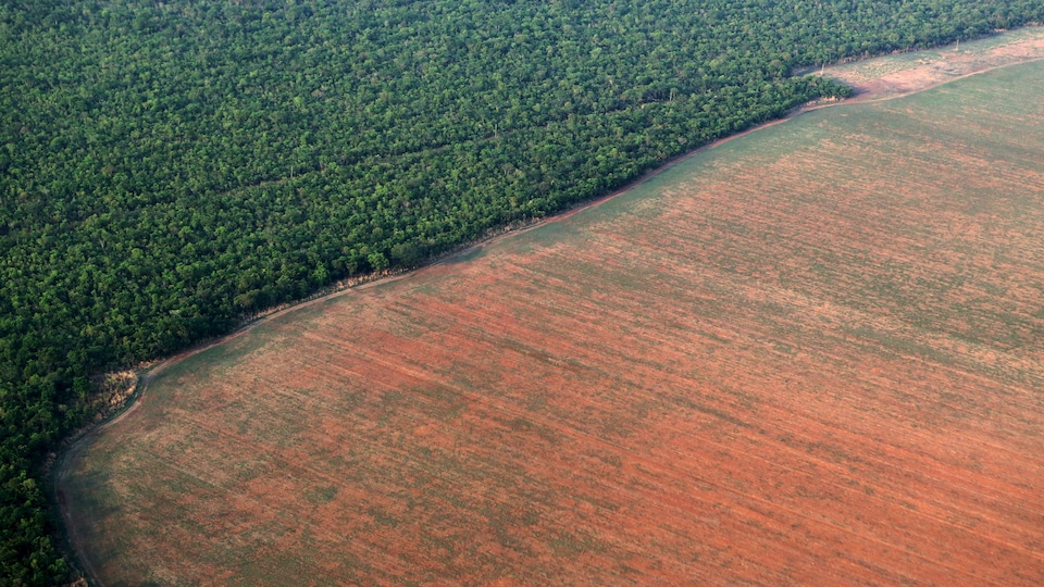Le rôle de l'Union européenne dans la lutte contre la déforestation importée