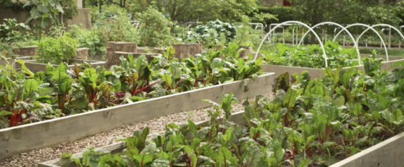 Création d&#39;un jardin partagé