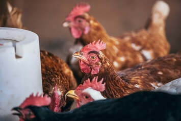 fierce-chicken-gazes-at-camera.jpg